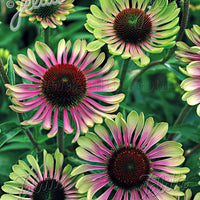 Rudbeckie 'Green Twister'