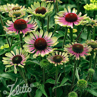 Rudbeckie 'Green Twister'