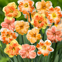 15x Narcisses Narcissus - Mélange 'Flower Power' rose-orangé-jaune