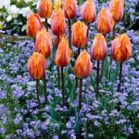 15x Tulipes Triomphe