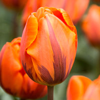 15x Tulipes Triomphe