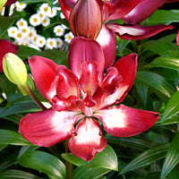 5x 0 Lys Lilium 'Double Sensation' rouge-blanc