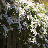 Clématite montana ‘Grandiflora‘ blanche