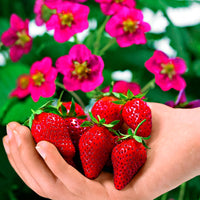 3x Fraise Fragaria 'Toscana'