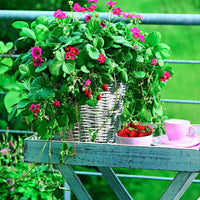 3x Fraise Fragaria 'Toscana'