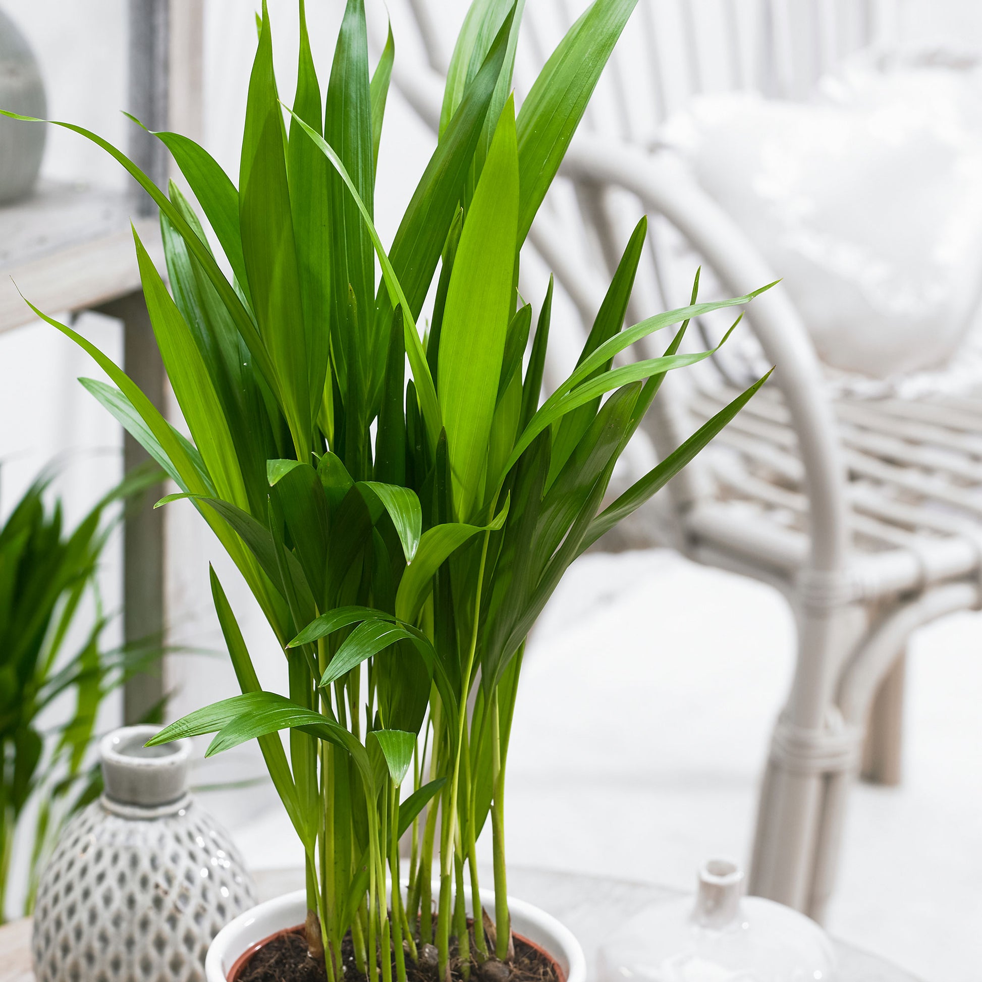 DYPSIS LUTESCENS Plante en pot, Aréca - IKEA