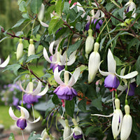 3x Fuchsia 'Delta Sarah' violet-blanc