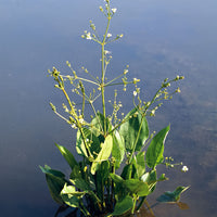 Plantain d'eau Alisma plantago-aquatica blanc - Plante des marais, Plante de berge