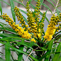 Mahonia chinois Mahonia 'Soft Caress' jaune
