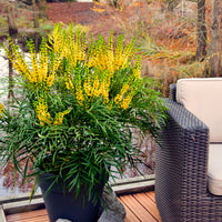 Mahonia chinois Mahonia 'Soft Caress' jaune