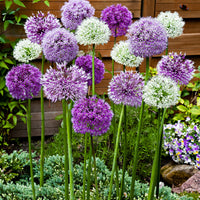 15x Ail d'ornement Allium - Mélange 'Fantasia' violet-blanc
