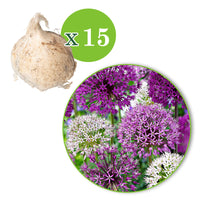15x Ail d'ornement Allium - Mélange 'Fantasia' violet-blanc