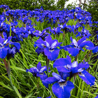 3x Iris de Sibérie 'Blue Bird' bleu - Plants à racines nues