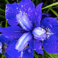 3x Iris de Sibérie 'Blue Bird' bleu - Plants à racines nues