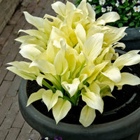 2 Hosta  'White Feather' Blanc-Vert  - Plants à racines nues
