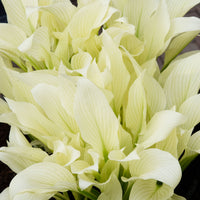 2 Hosta  'White Feather' Blanc-Vert  - Plants à racines nues