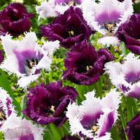 15x Tulipes Tulipa - Mélange 'Van Gogh' violet-blanc