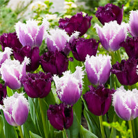15x Tulipes Tulipa - Mélange 'Van Gogh' violet-blanc