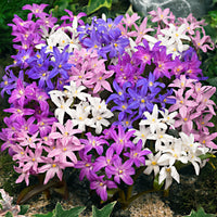 40x Gloire des neiges  Chionodoxa forbesii violet-rose-blanc