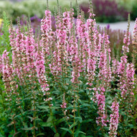 Grande salicaire commune Lythrum salicaria violette Biologique