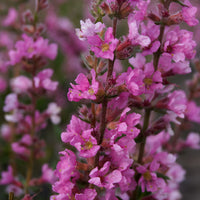 Grande salicaire commune Lythrum salicaria violette Biologique