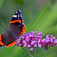 Verbena 'Lollipop' Violet-Bleu