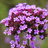 Verveine officinale Verbena bonariensis - Biologique violet