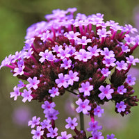 Verbena 'Lollipop' Violet-Bleu
