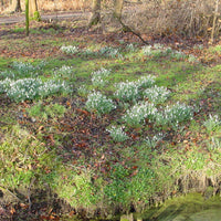 Perce-neige - Paquet XL