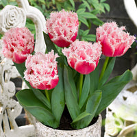Tulipes doubles frangées 'Queensland' Rose-Blanc