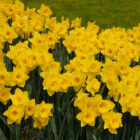 Narcisses Narcissus 'Dutch Master' jaune