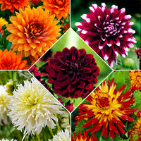 5x Grandes fleurs Dahlia - Mélange 'The Kiss'