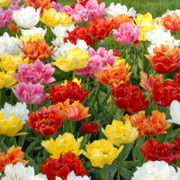 Tulipes doubles hâtives - Paquet XL