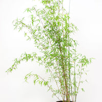 Bambou Fargesia 'Jiuzhaigou'