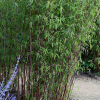 Bambou Fargesia 'Jiuzhaigou'
