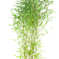 Bambou phyllostachys bissetii vert