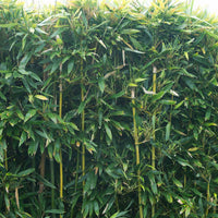 Bambou phyllostachys bissetii vert