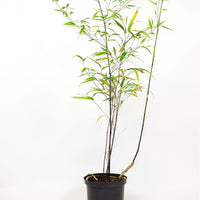 Bambou Phyllostachys noir