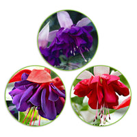 3x Doubles fleurs Fuchsia 'Seventh Heaven' + 'Voodoo' + 'Royal Mosaic' rouge-violet-blanc
