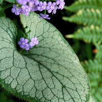 Brunnera 'Jack Frost' Bleu