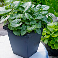 Brunnera 'Jack Frost' Bleu