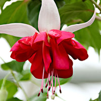 3x Doubles fleurs Fuchsia 'Seventh Heaven' rouge-blanc
