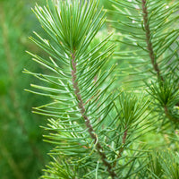 Conifères Pin parasol Pinus pinea 'Silver Crest' avec panier crème 'Silver Crest'