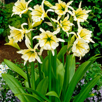3x Ismene 'Sulphur Queen' jaune