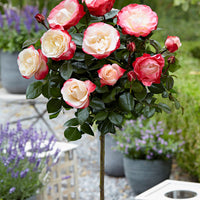 Rosier-tige Rosa 'Nostalgie' rouge-blanc - Plants à racines nues