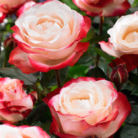 Rosier-tige Rosa 'Nostalgie' rouge-blanc - Plants à racines nues