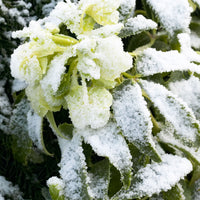 Hellébore de Corse Helleborus argutifolius Vert