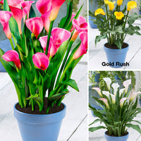 Arum 'Picasso' + 'Gold Rush' + 'Mercedes'