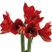 Wax amaryllis 'Marble' vert