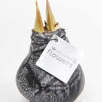 Wax amaryllis 'Marble' noir